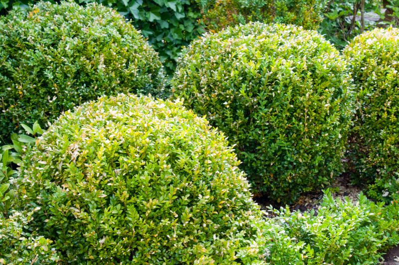 Bush And Shrub Trimming