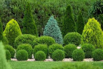 Trimmed Bushes