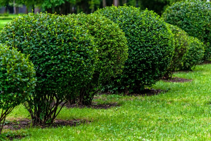 Pruned Bushes