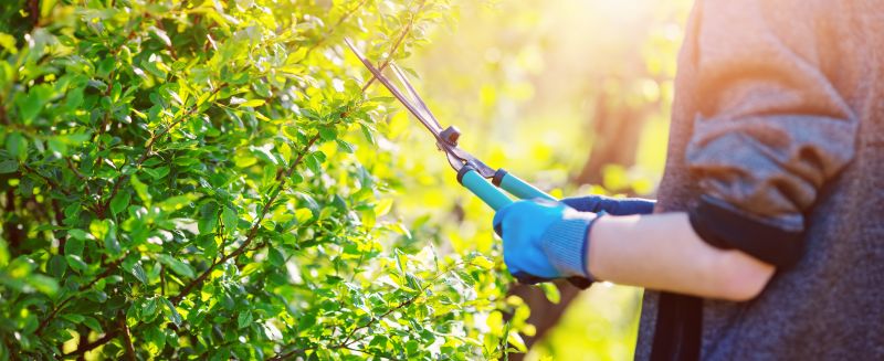 Shrubs Removal